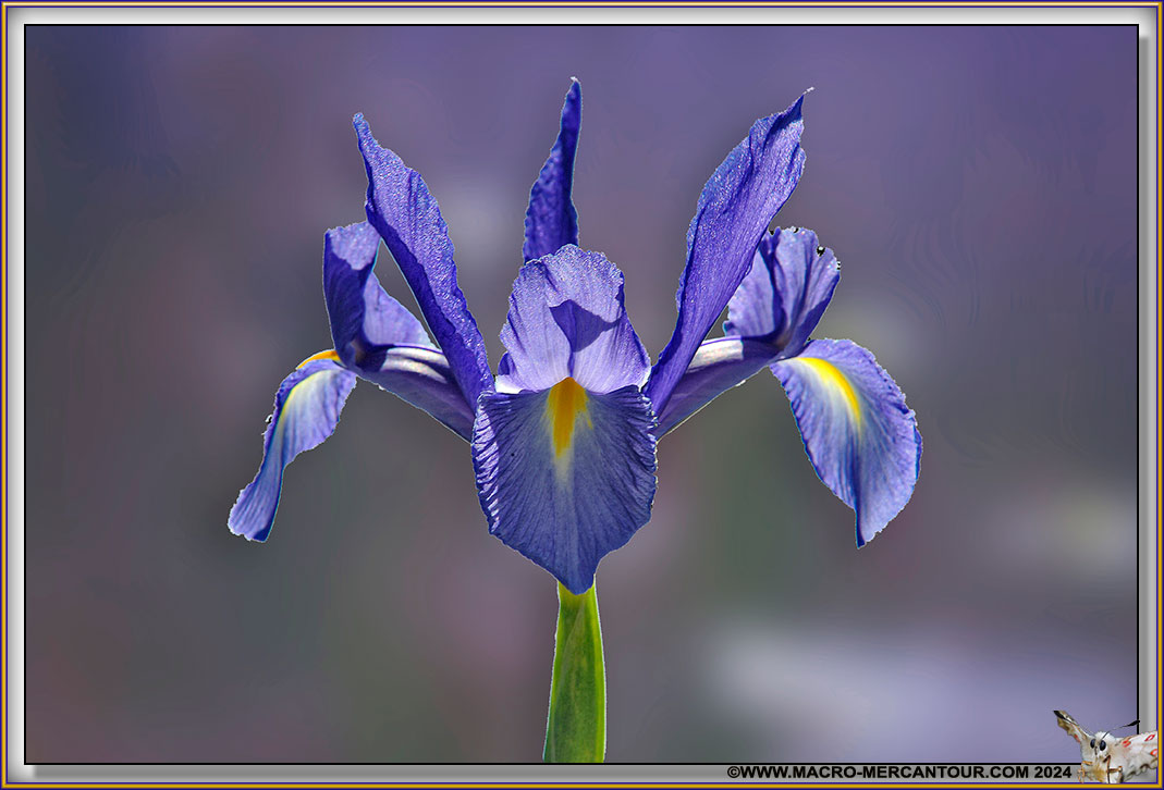 Iris
